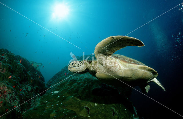 Soepschildpad (Chelonia mydas)