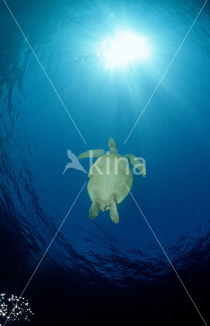 Green Turtle (Chelonia mydas)