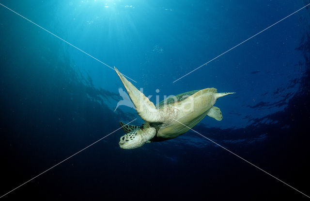 Green Turtle (Chelonia mydas)