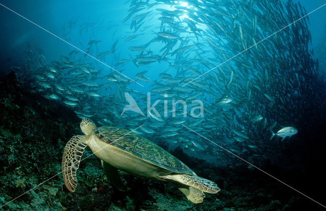 Soepschildpad (Chelonia mydas)