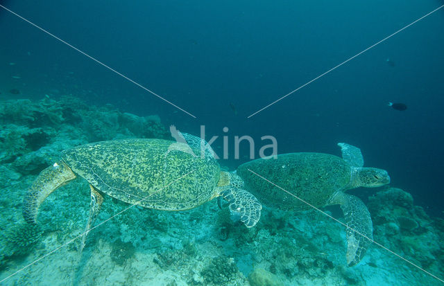 Soepschildpad (Chelonia mydas)