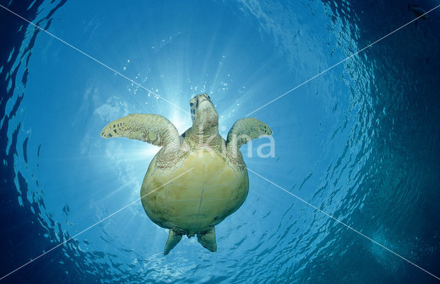 Green Turtle (Chelonia mydas)