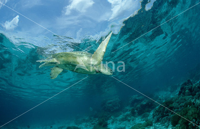 Soepschildpad (Chelonia mydas)