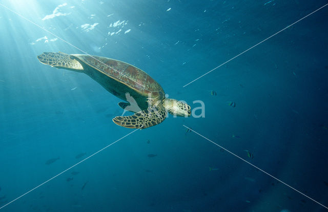 Soepschildpad (Chelonia mydas)