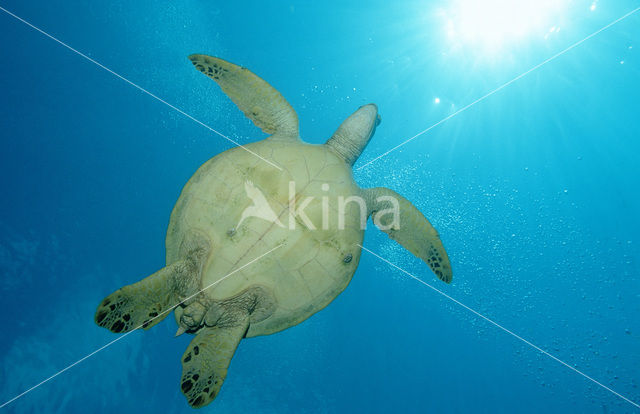 Soepschildpad (Chelonia mydas)