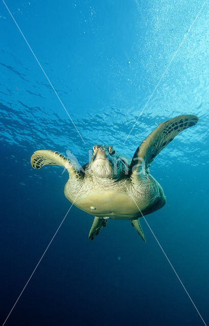 Soepschildpad (Chelonia mydas)