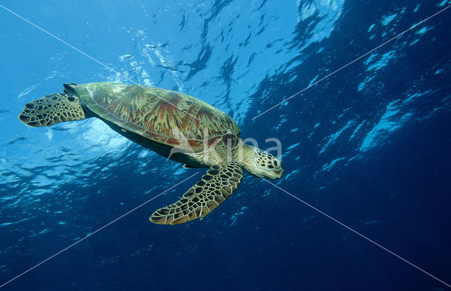 Soepschildpad (Chelonia mydas)