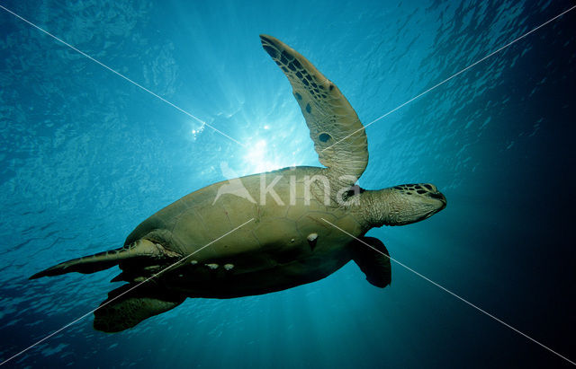 Soepschildpad (Chelonia mydas)