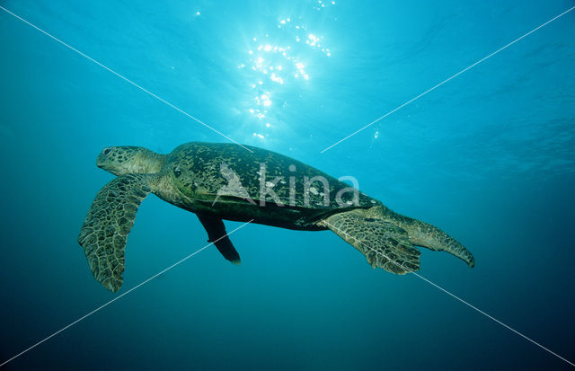 Soepschildpad (Chelonia mydas)