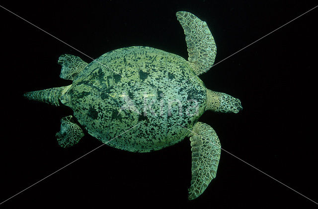 Soepschildpad (Chelonia mydas)