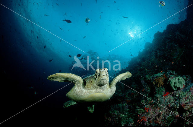 Soepschildpad (Chelonia mydas)