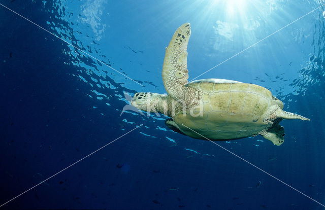 Green Turtle (Chelonia mydas)