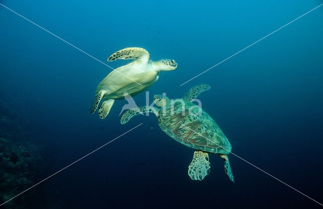 Soepschildpad (Chelonia mydas)