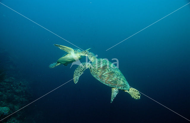 Soepschildpad (Chelonia mydas)