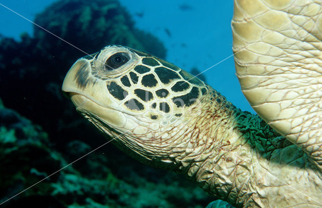 Green Turtle (Chelonia mydas)