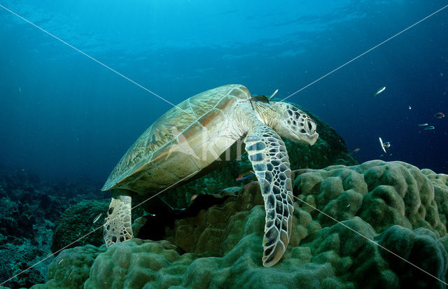 Soepschildpad (Chelonia mydas)