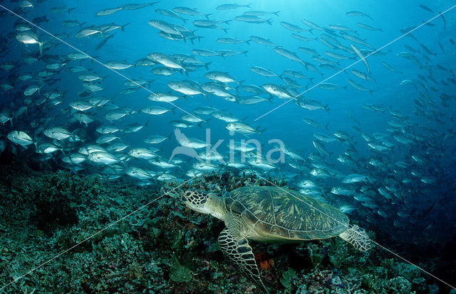 Green Turtle (Chelonia mydas)