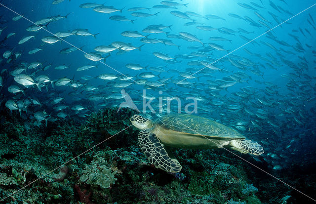 Soepschildpad (Chelonia mydas)