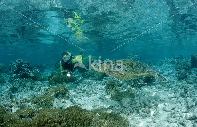 Soepschildpad (Chelonia mydas)