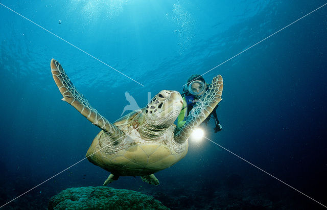 Green Turtle (Chelonia mydas)