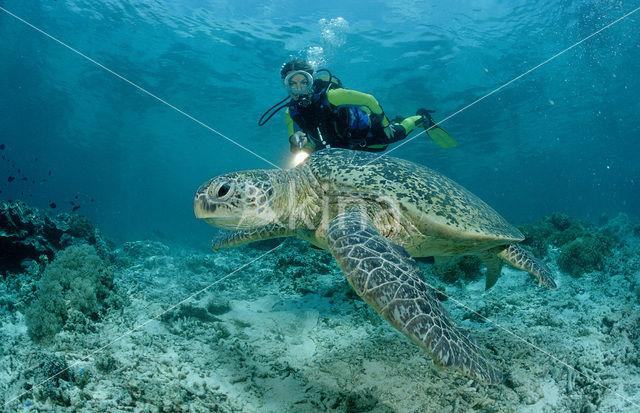 Soepschildpad (Chelonia mydas)