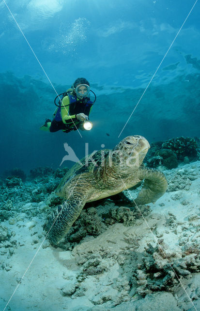 Soepschildpad (Chelonia mydas)