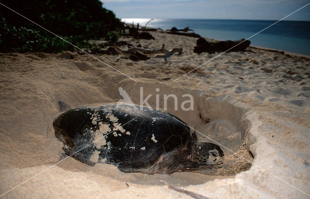 Soepschildpad (Chelonia mydas)