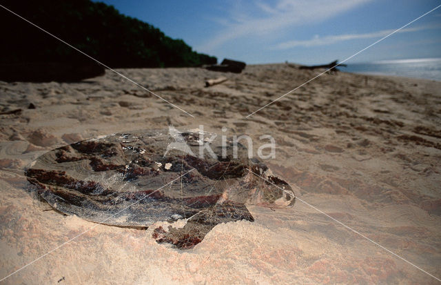 Soepschildpad (Chelonia mydas)