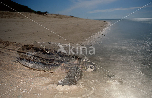 Soepschildpad (Chelonia mydas)