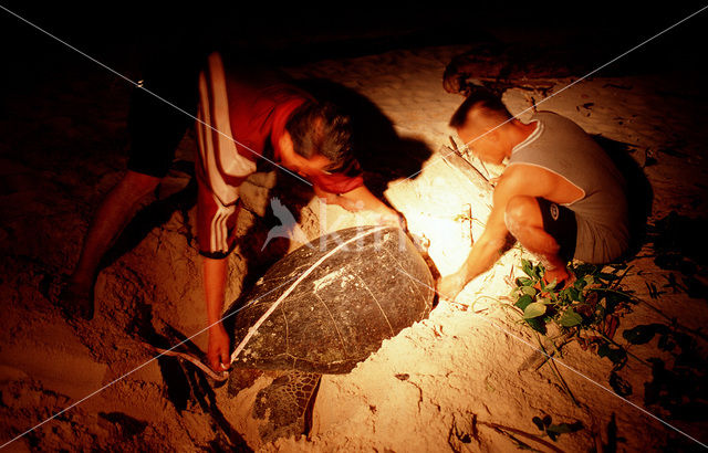 Green Turtle (Chelonia mydas)