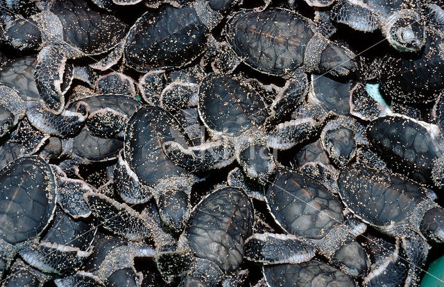 Soepschildpad (Chelonia mydas)