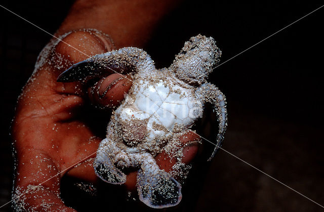 Green Turtle (Chelonia mydas)