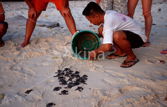 Green Turtle (Chelonia mydas)