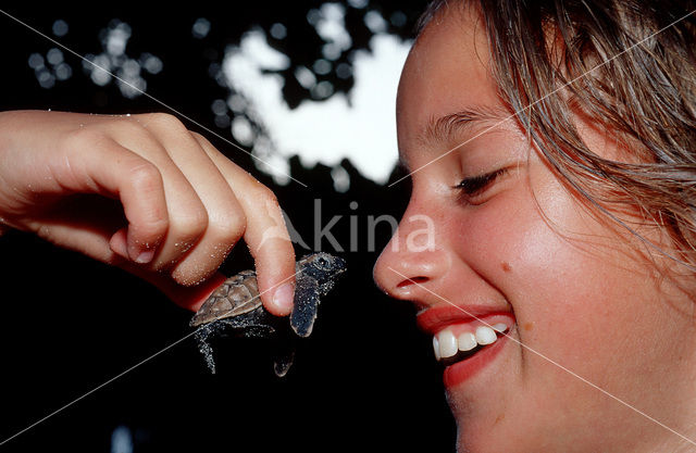 Soepschildpad (Chelonia mydas)