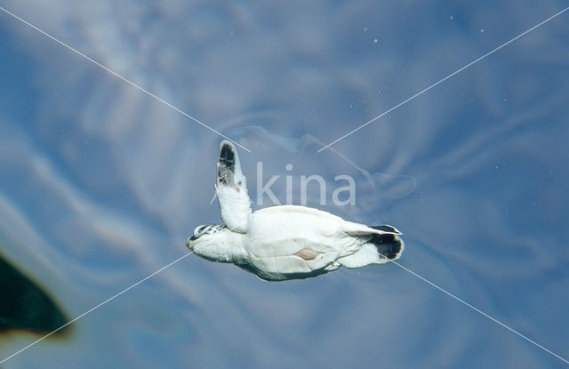 Soepschildpad (Chelonia mydas)