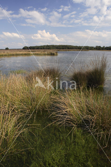 Strabrechtse Heide