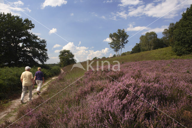 Struikheide