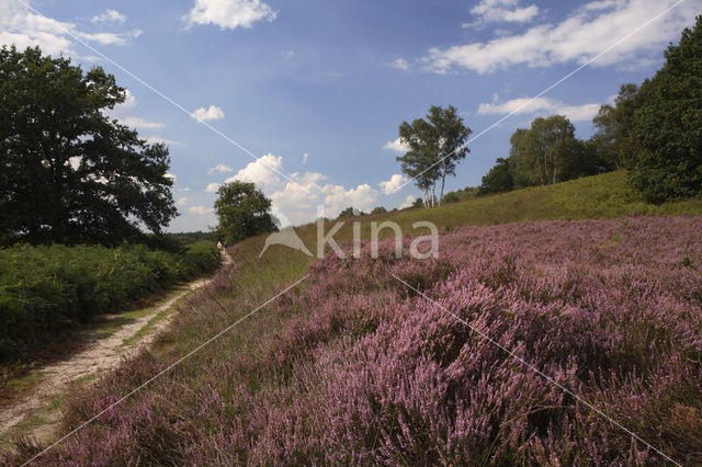 Struikheide