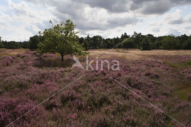 Struikheide