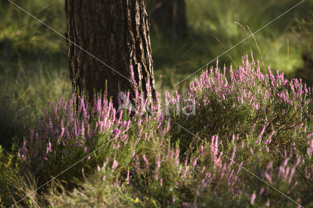 Struikheide