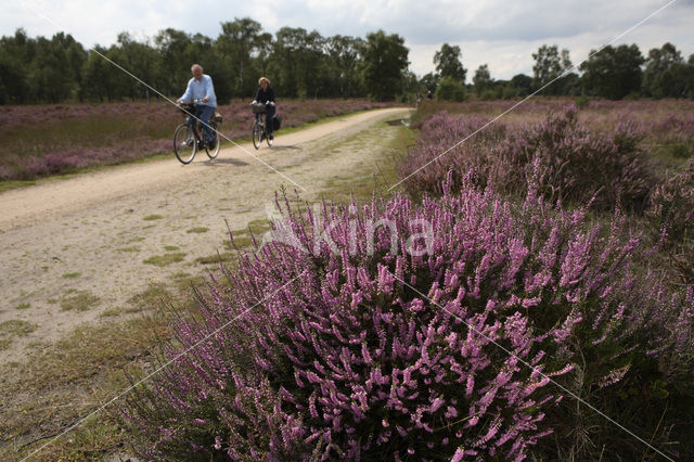 Struikheide