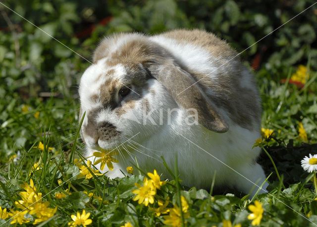 Tam Konijn (Oryctolagus cuniculus)