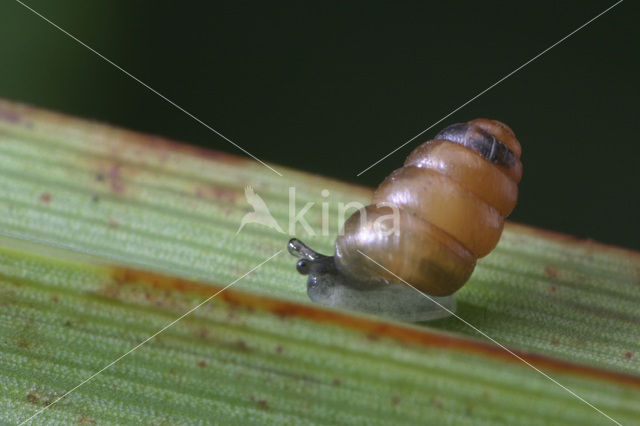 Toothless Chrysalis Snail (Columella edentula)