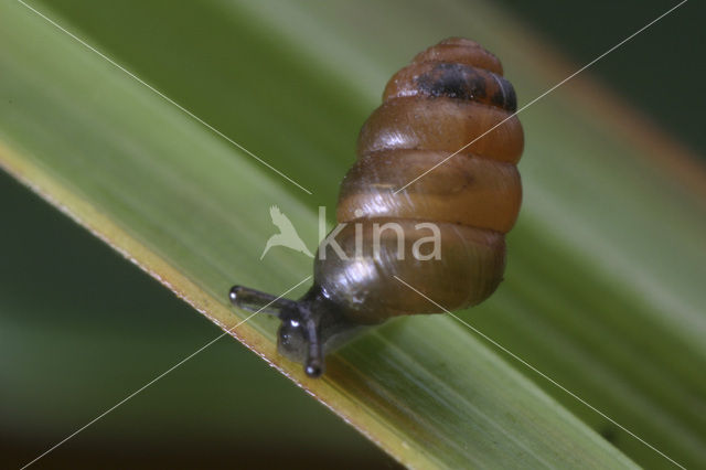 Tandloze korfslak (Columella edentula)