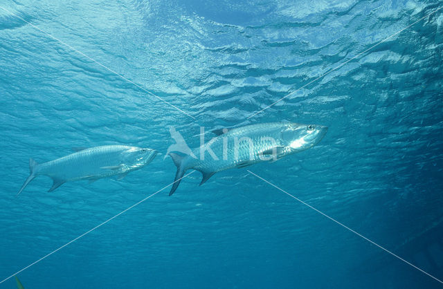 Tarpon (Megalops atlanticus)