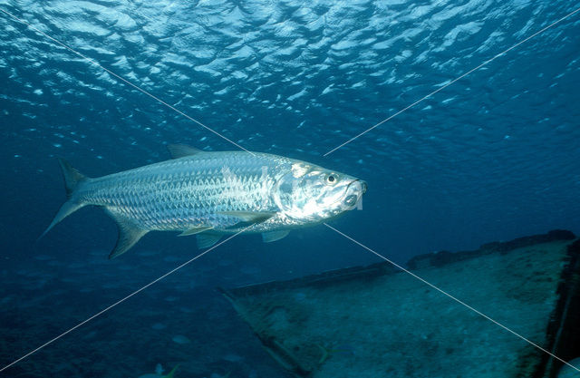 Tarpon (Megalops atlanticus)