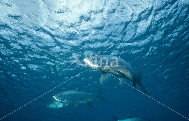 Tarpon (Megalops atlanticus)