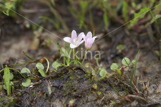 Bog Pimpernel (Anagallis tenella)