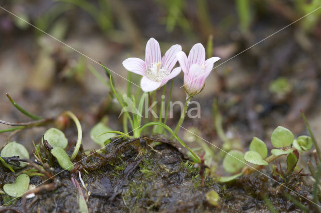 Bog Pimpernel (Anagallis tenella)