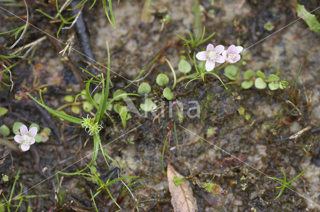 Teer guichelheil (Anagallis tenella)